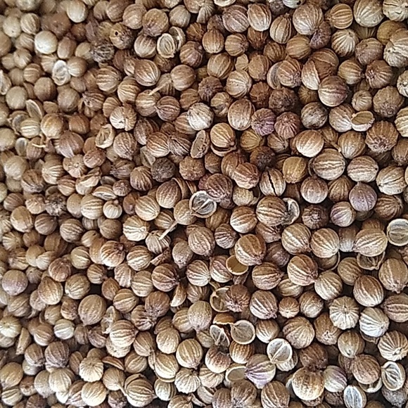 Coriander seeds ( whole) - Picture 3 of 3